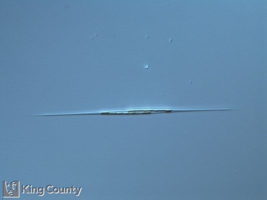 Photo of Nitzschia acicularis